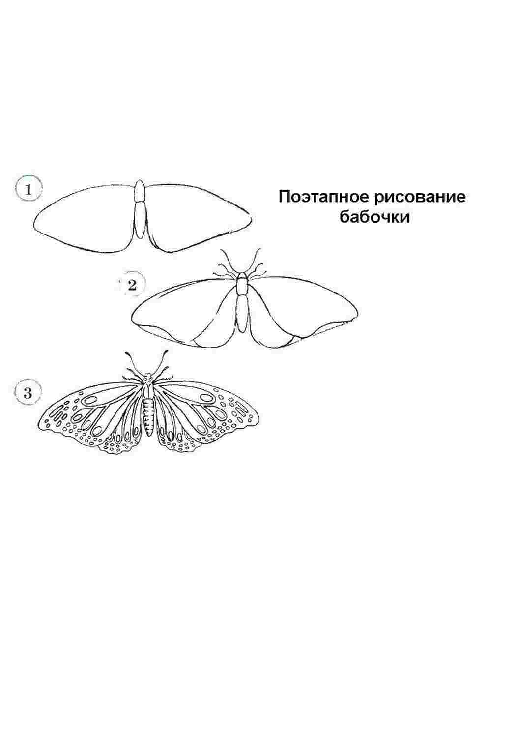 Раскраска Малюємо метелика покроково