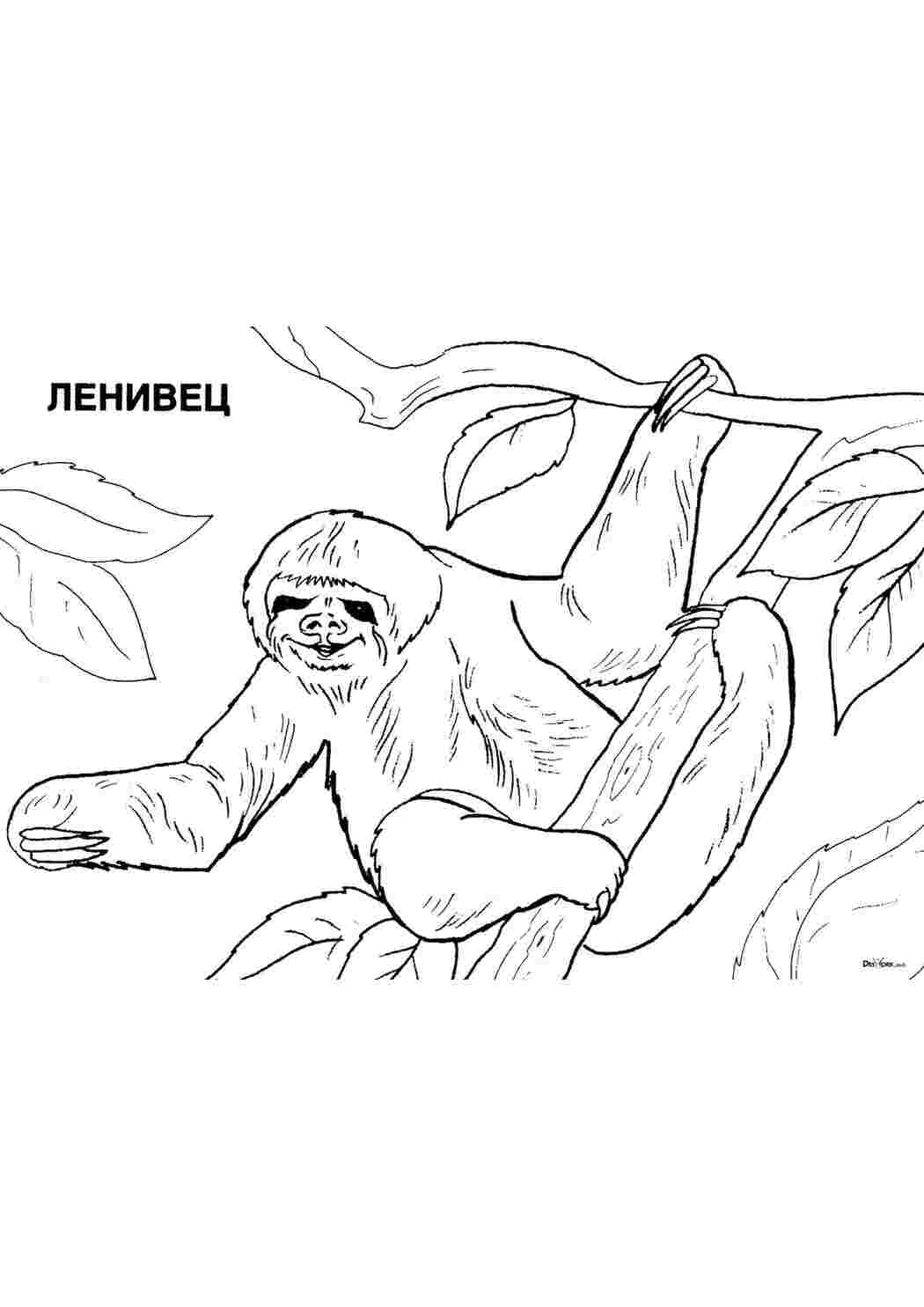 Раскраска Лінивець на дереві