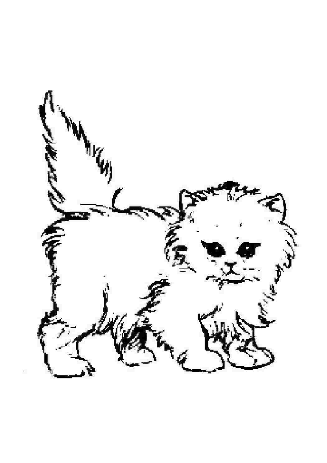 Раскраска Пухнастий котик