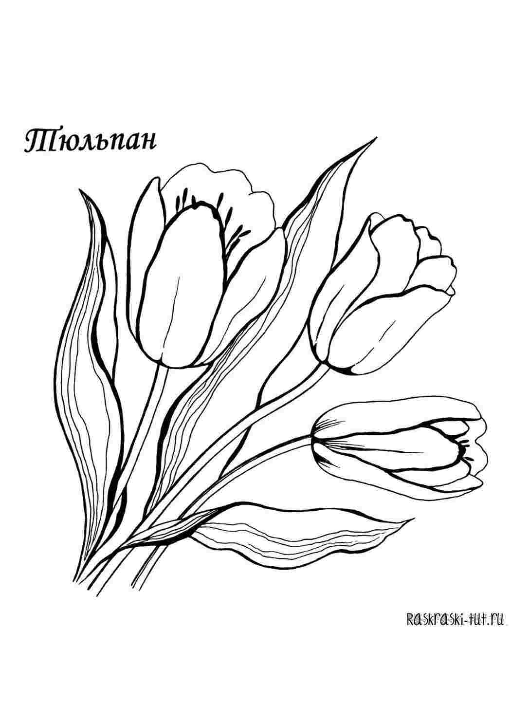 Раскраска Ніжні тюльпани