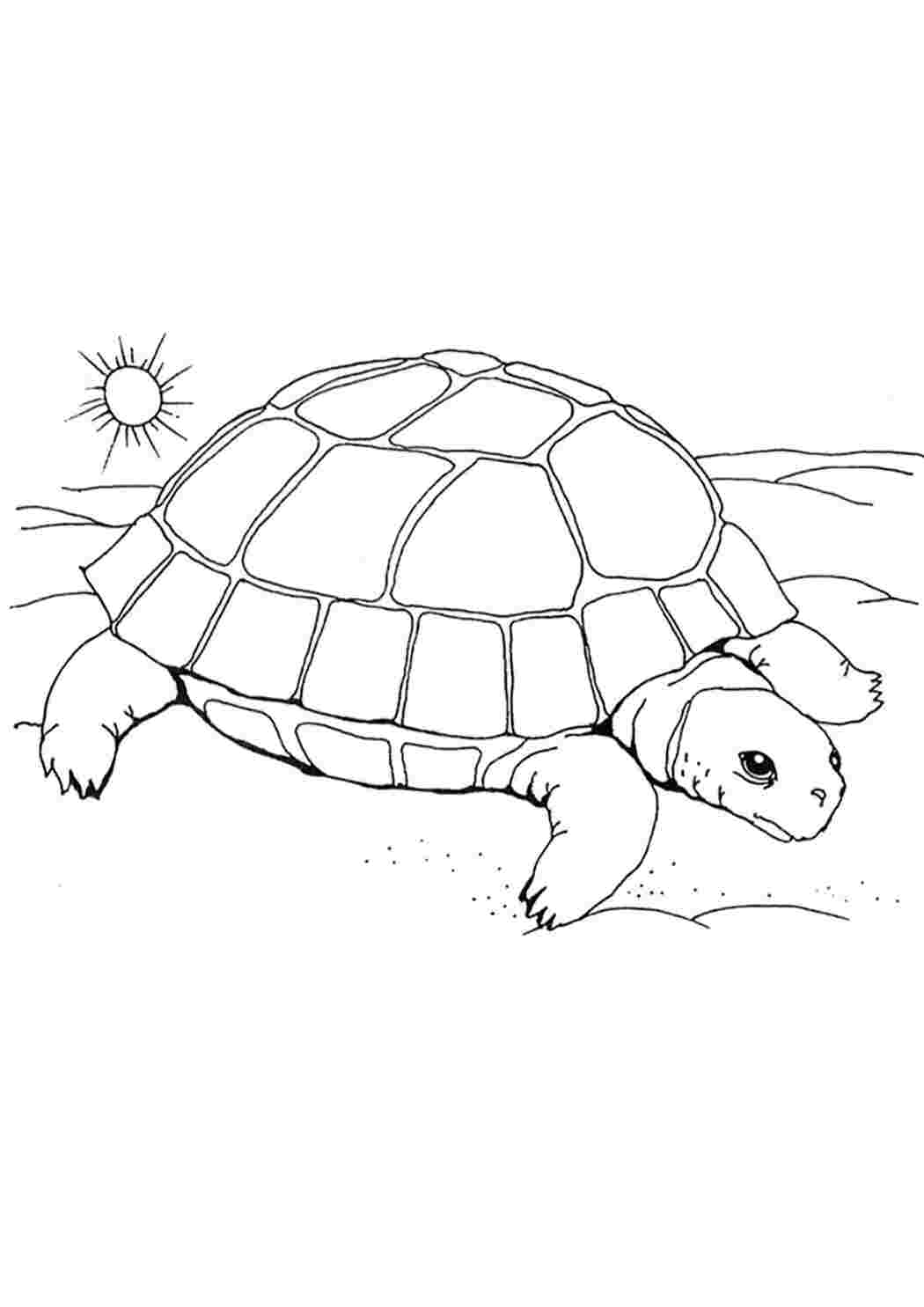 Раскраска Морські черепахи та степові черепахи