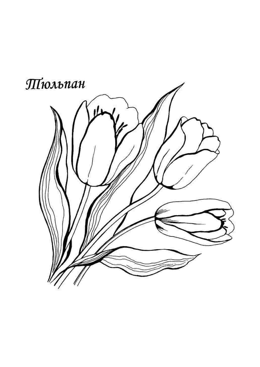 Раскраска Тюльпани