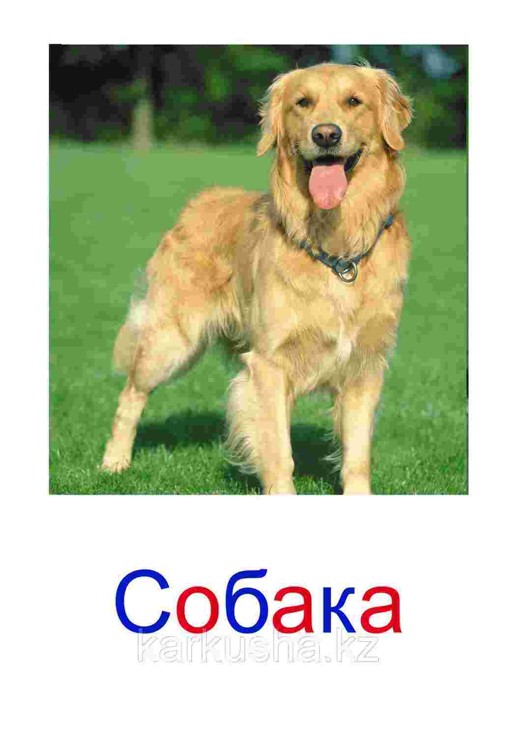 Раскраска картки домашніх тварин