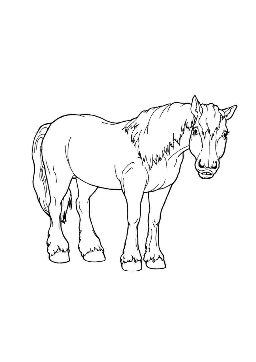 Раскраска Гарні розмальовки Кінь