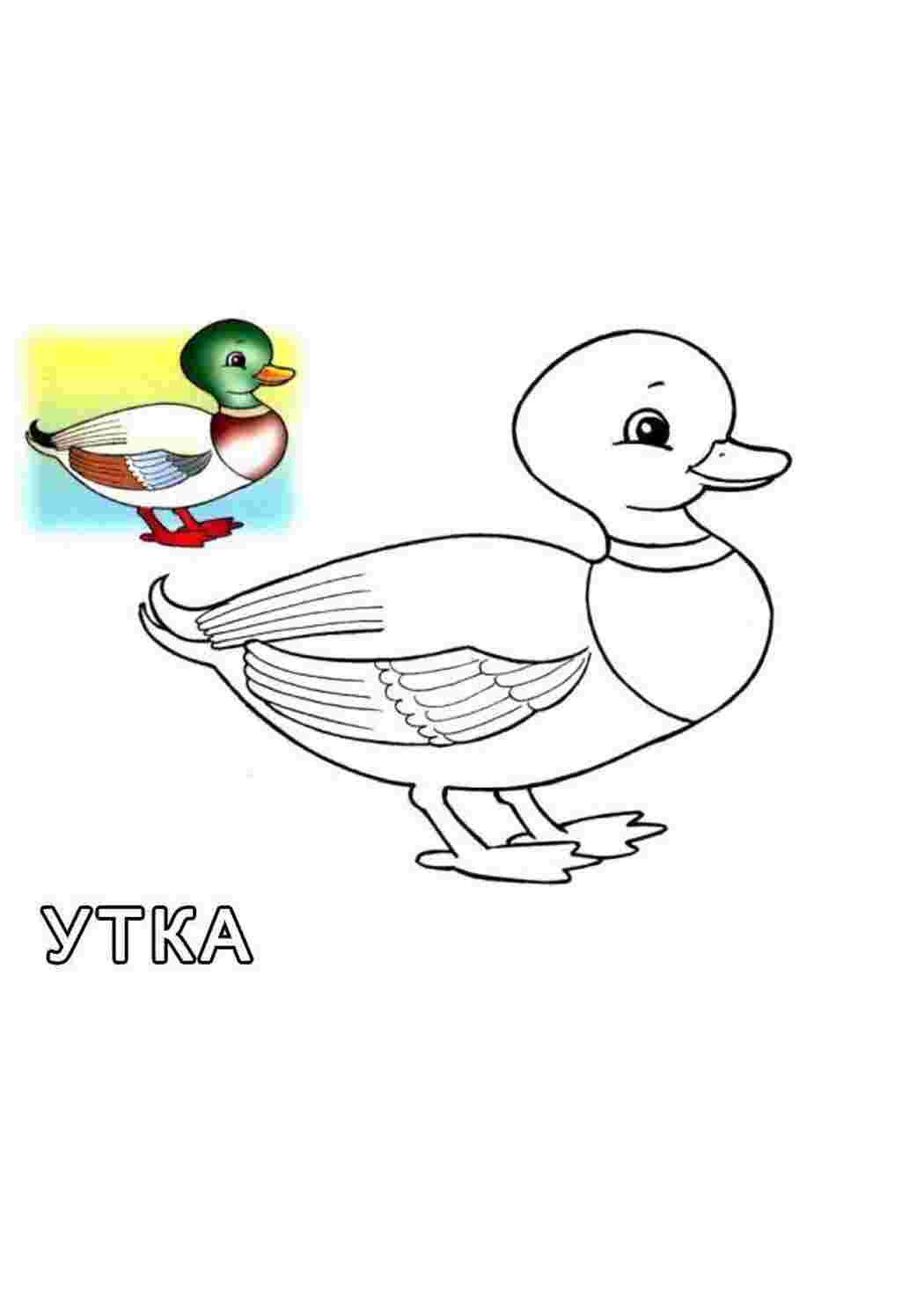 Раскраска Малюнок качки
