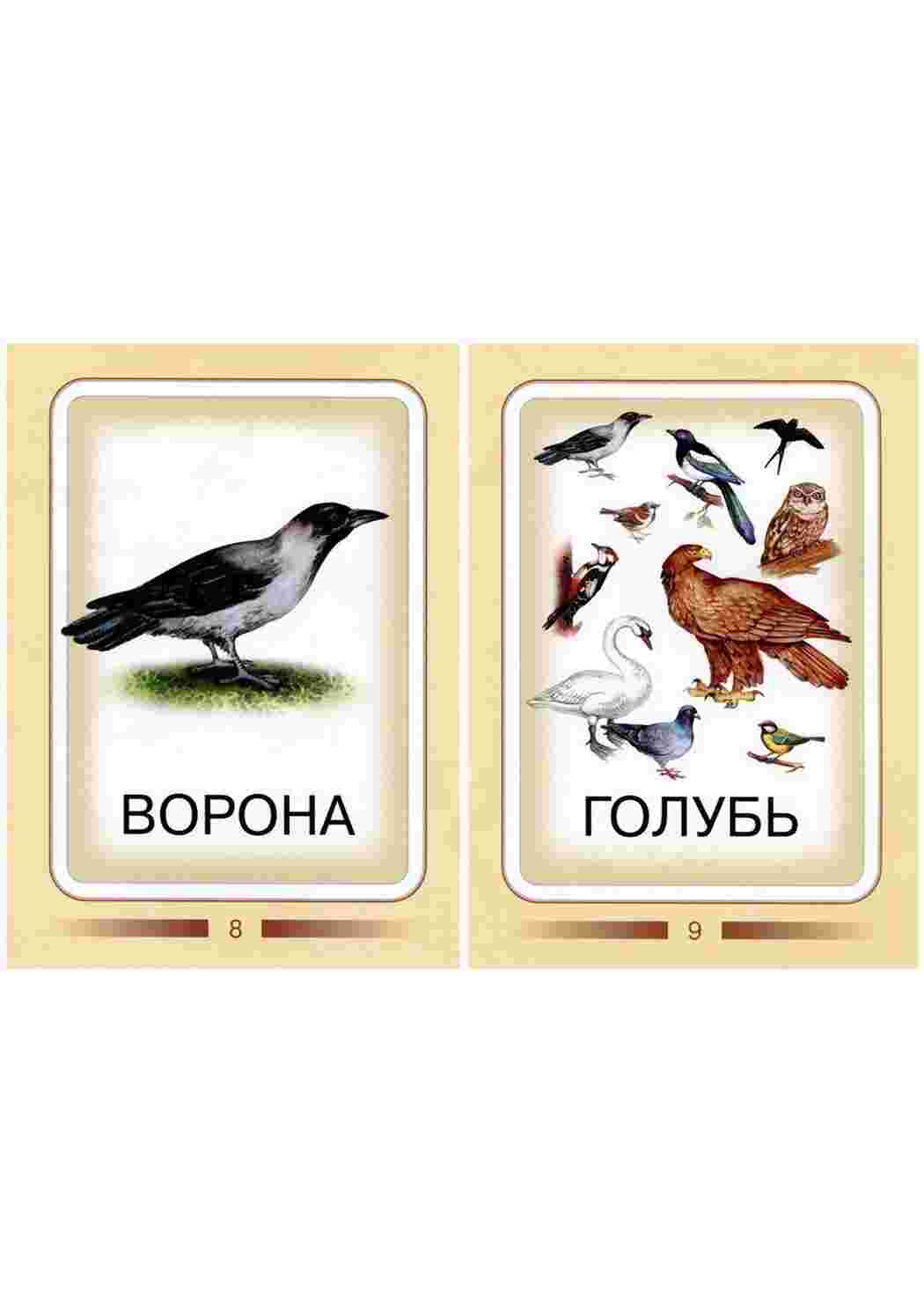 Раскраска Картки для вивчення птахів з дітьми