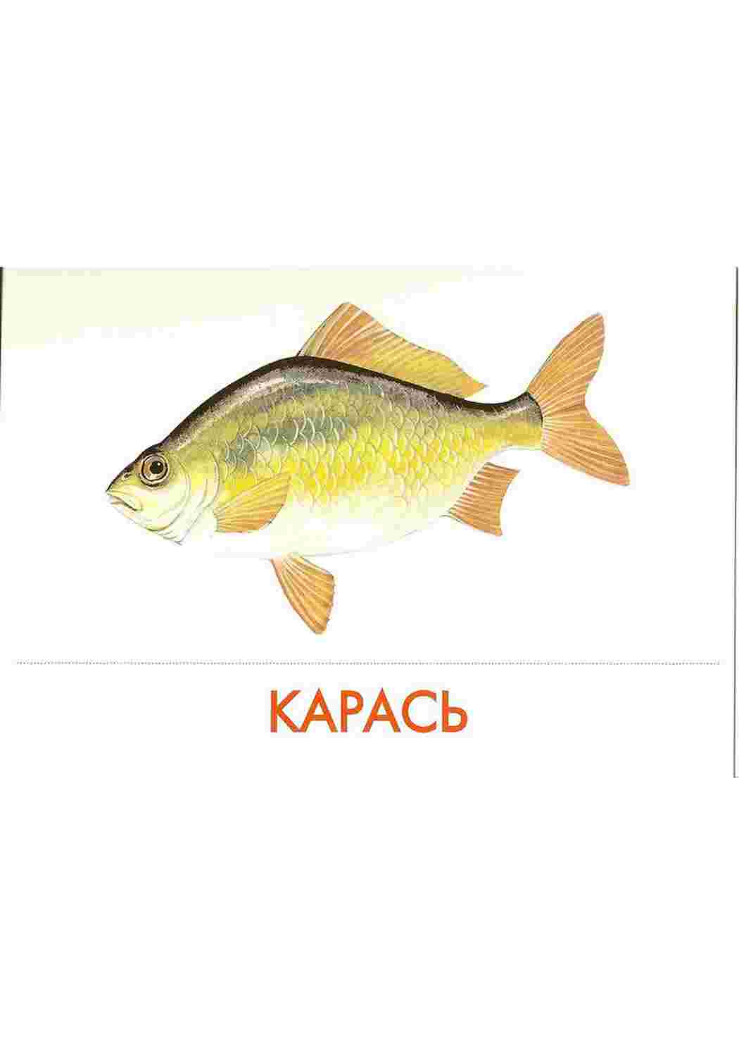 Раскраска картки риби