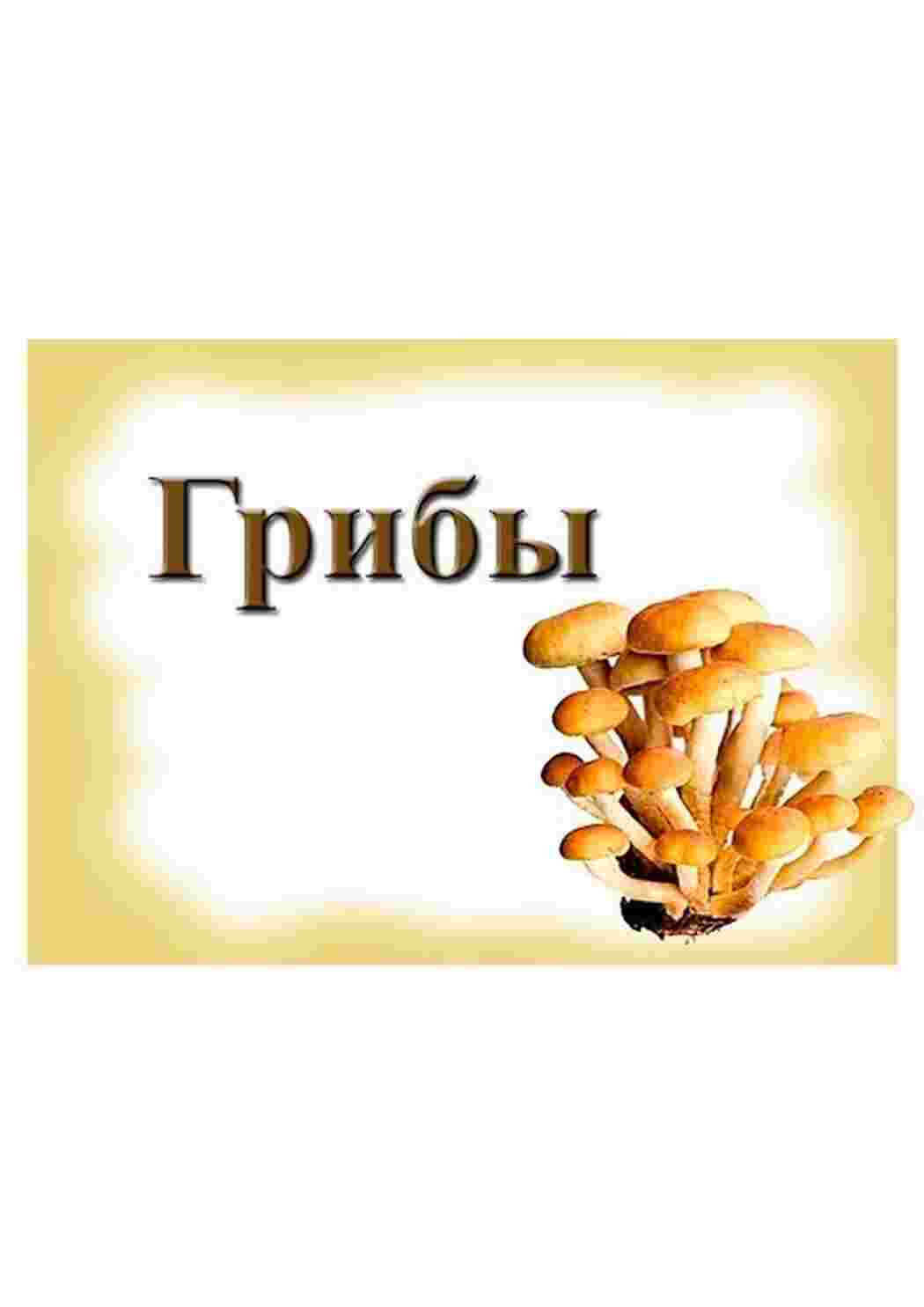 Раскраска картки гриби шампіньйони довідники різних грибів