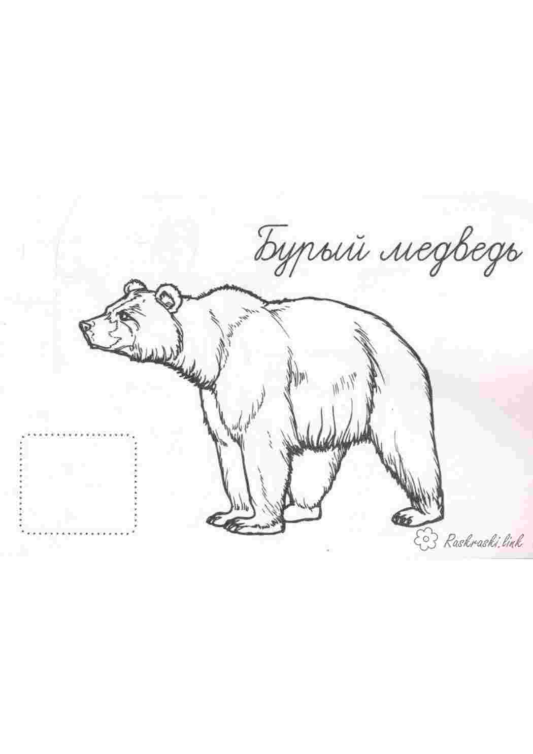 Раскраска розмальовка для дітей бурий ведмедик