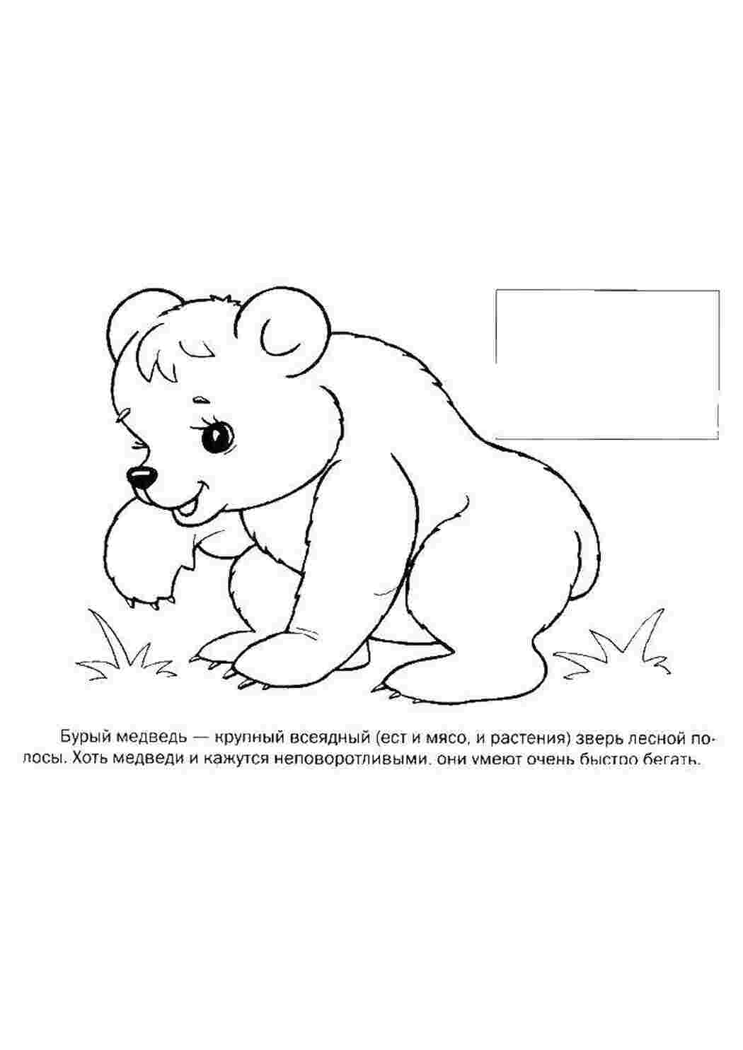 Раскраска Мишко