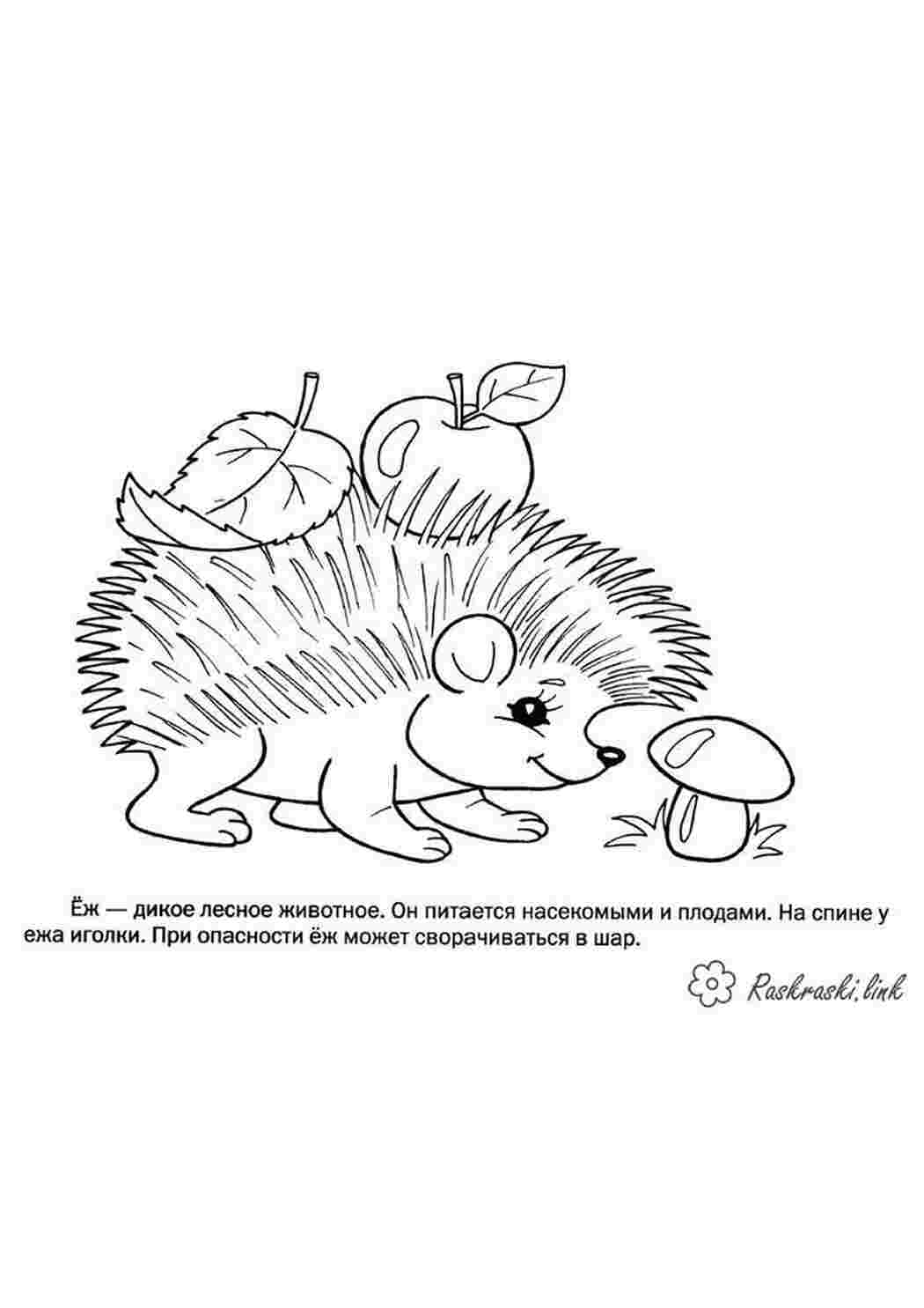 Раскраска єж їжик