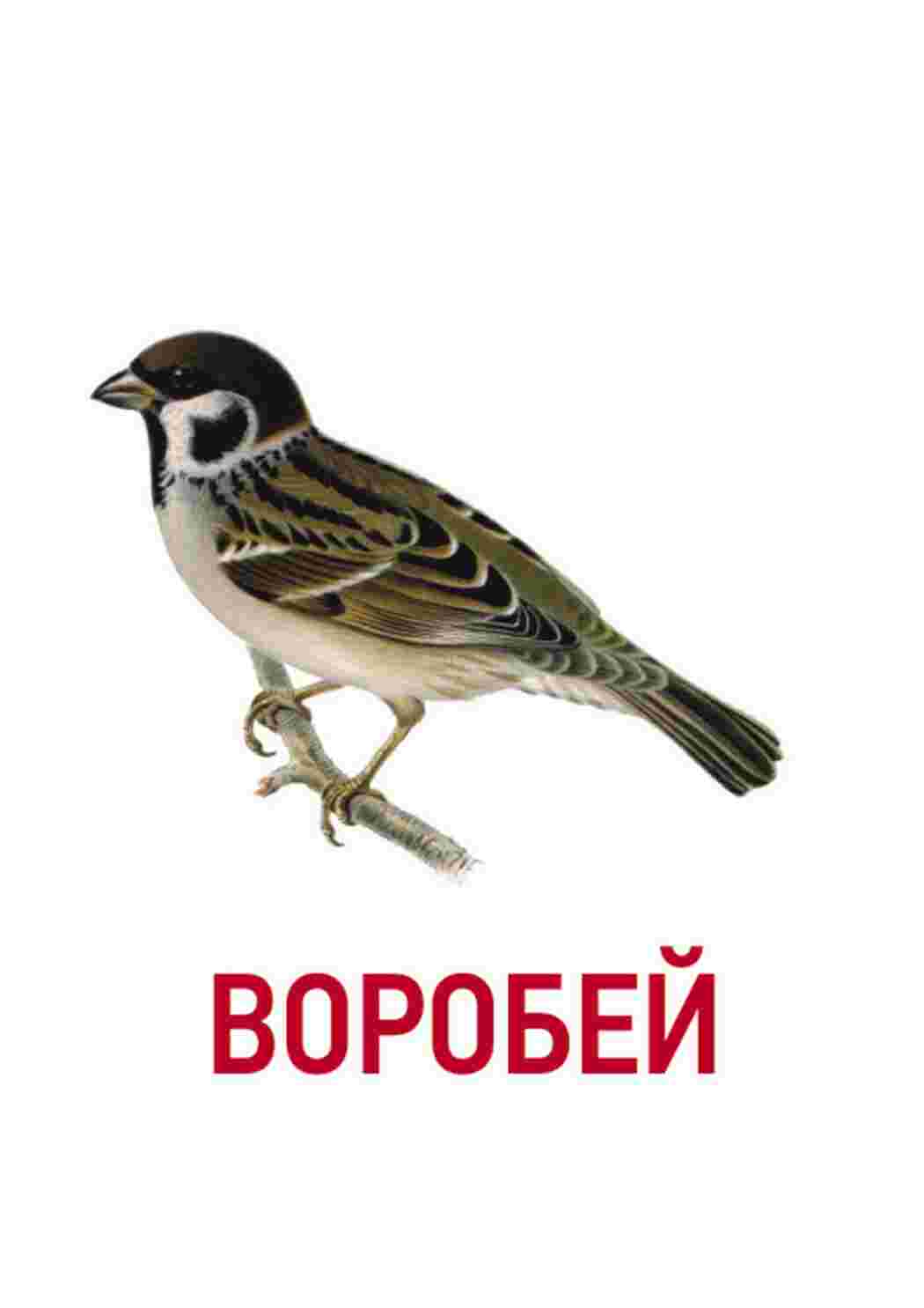 Раскраска картки домашні птахи кури качки