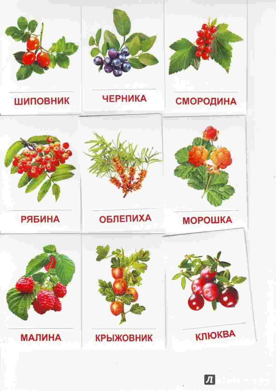 Раскраска картки ягода малина журавлина ожина