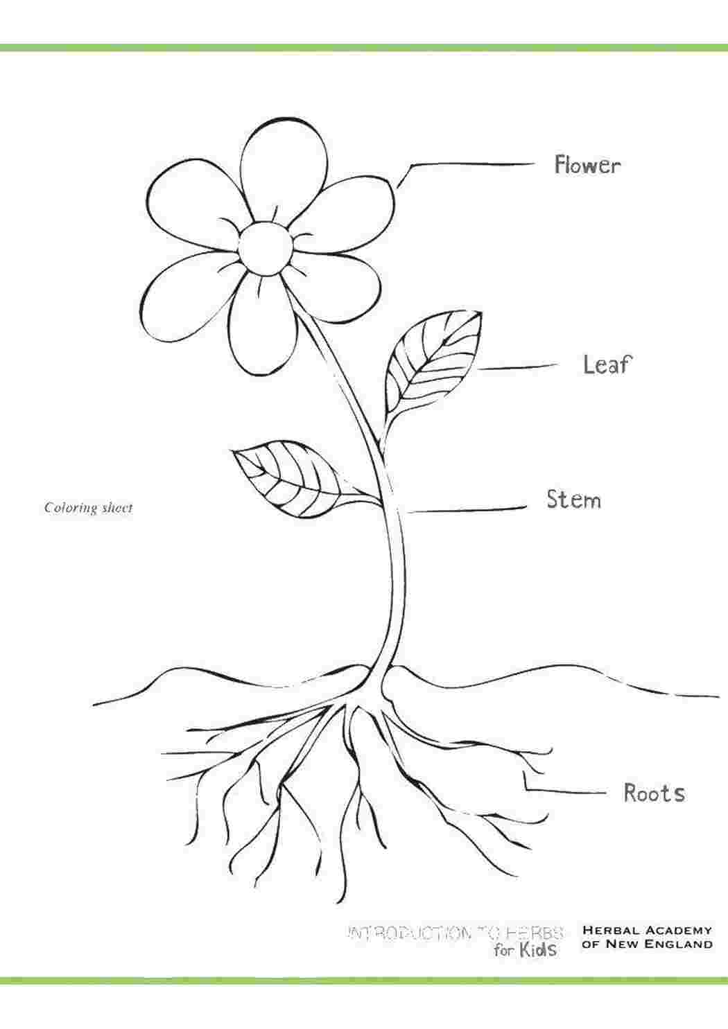 Раскраска Будова квітки