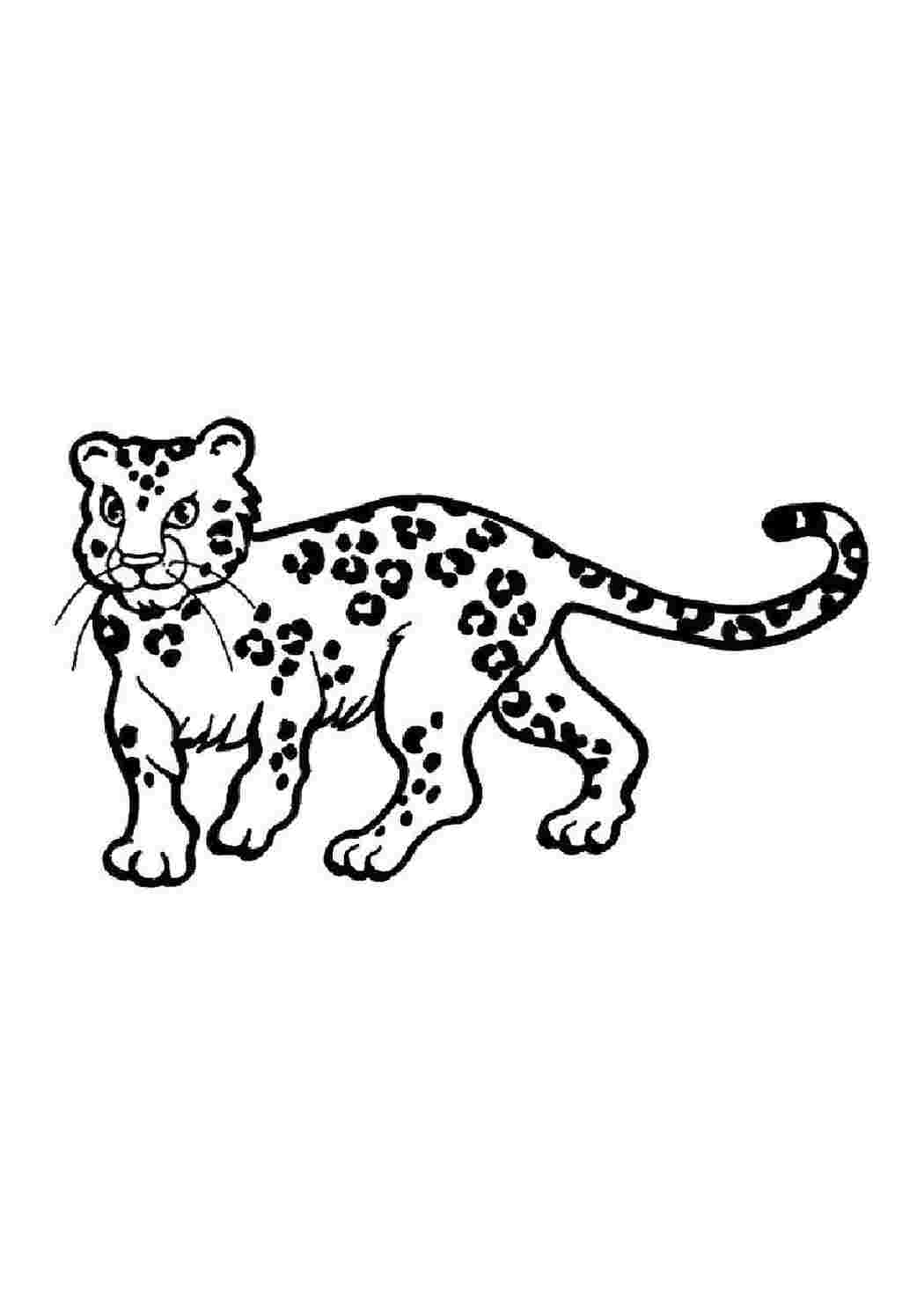 Раскраска Леопард