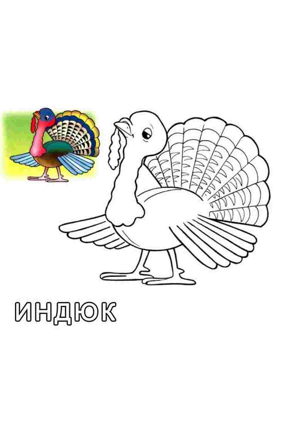 Раскраска Малюнок індика