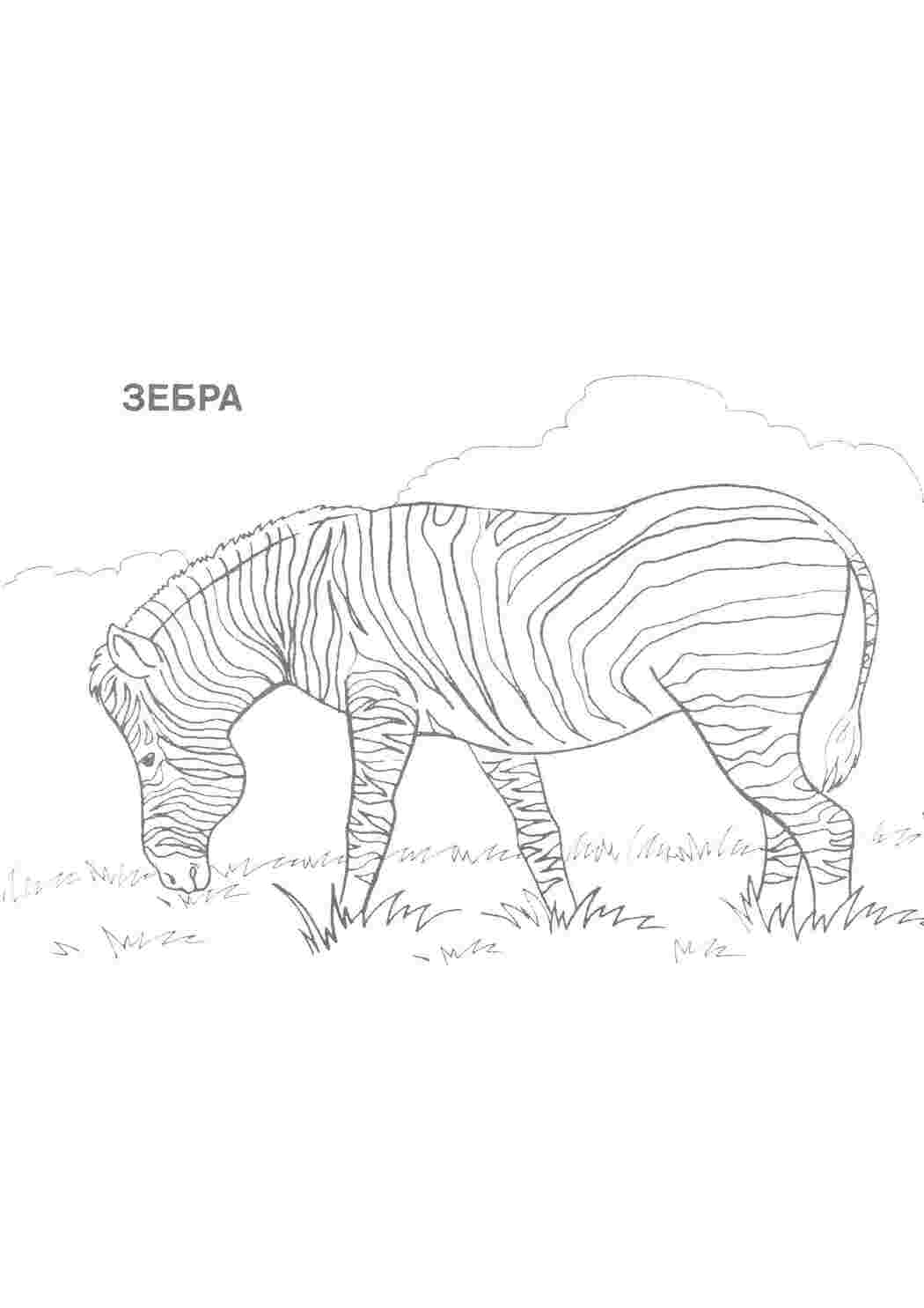 Раскраска Зебра