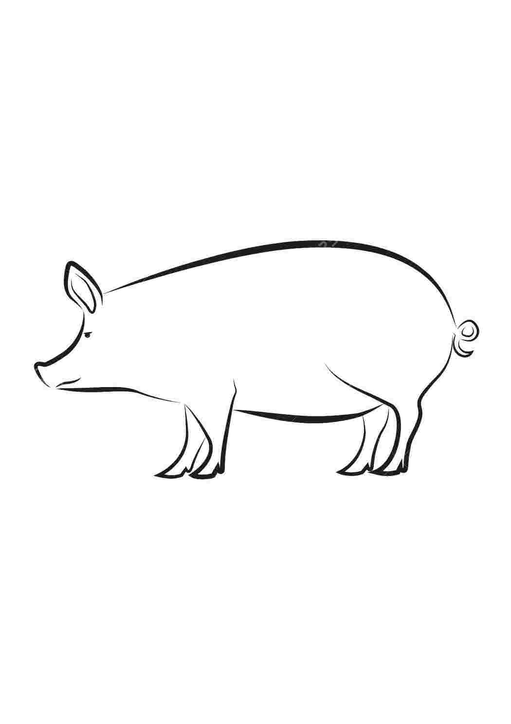Раскраска свинка