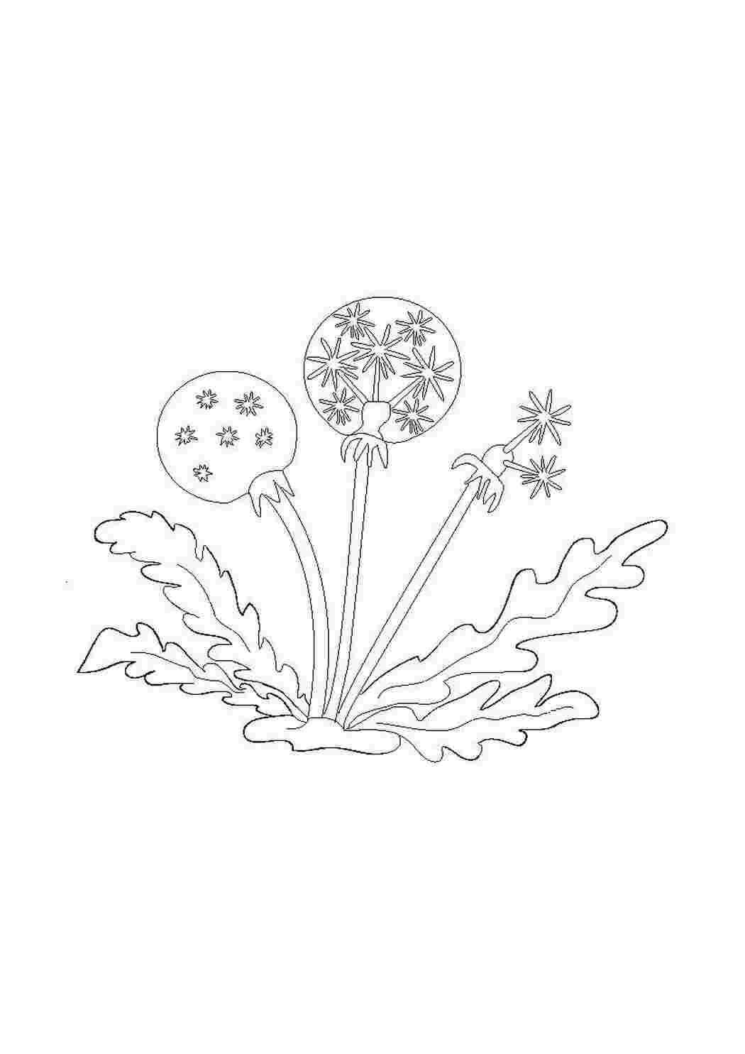 Раскраска Милі кульбабки