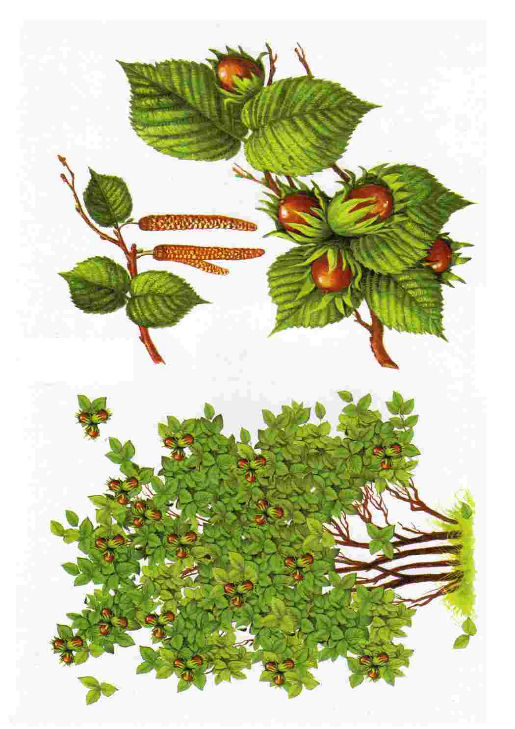 Раскраска Картки з деревами кущами листям та грибами