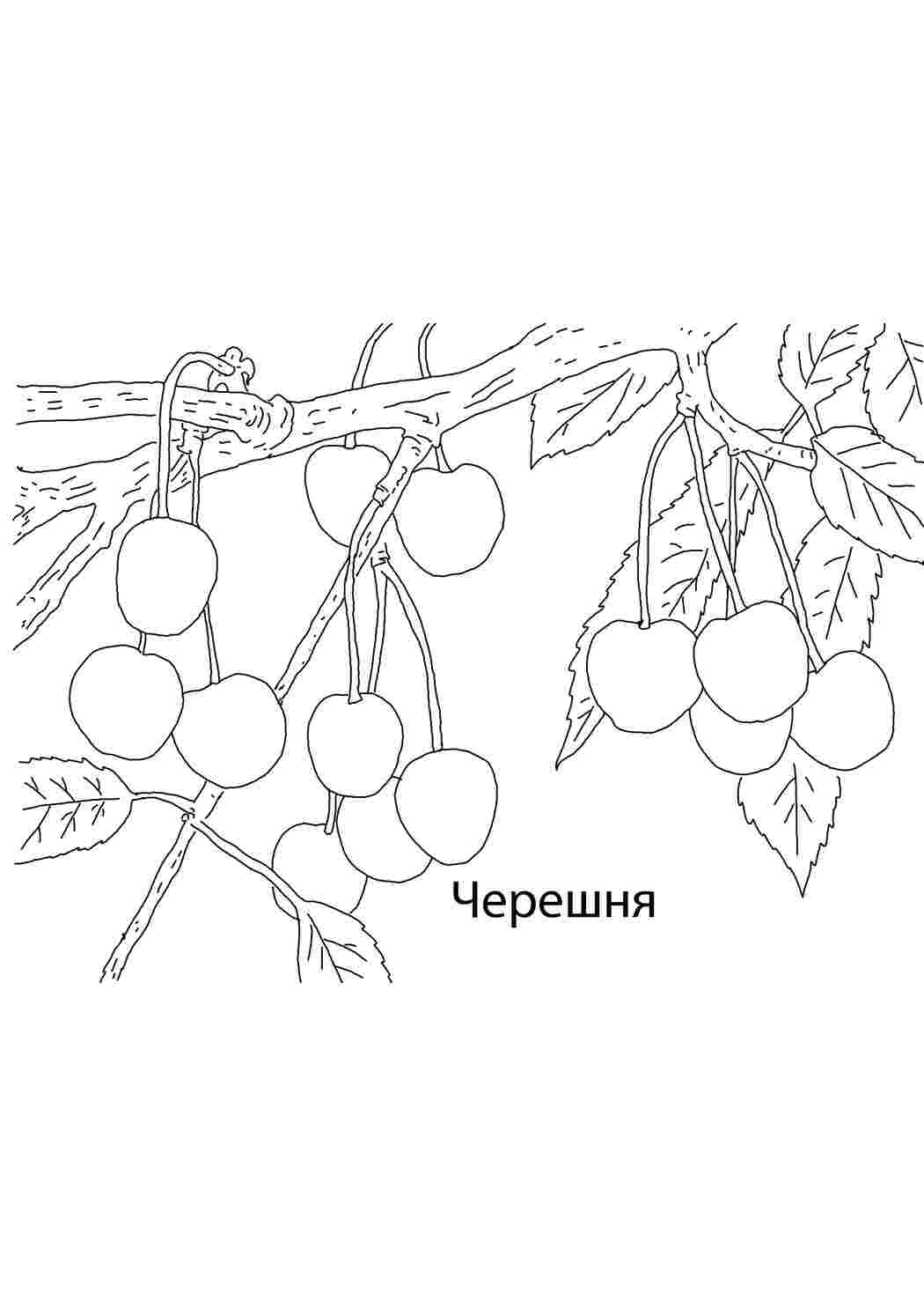Раскраска Вишня