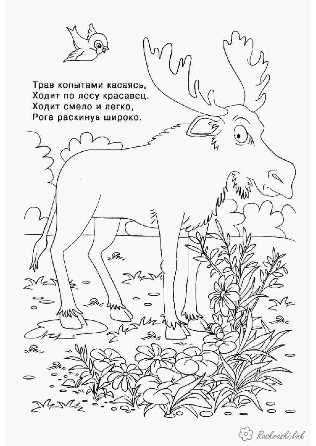 Раскраска розмальовки для дітей тварини лось лісовий
