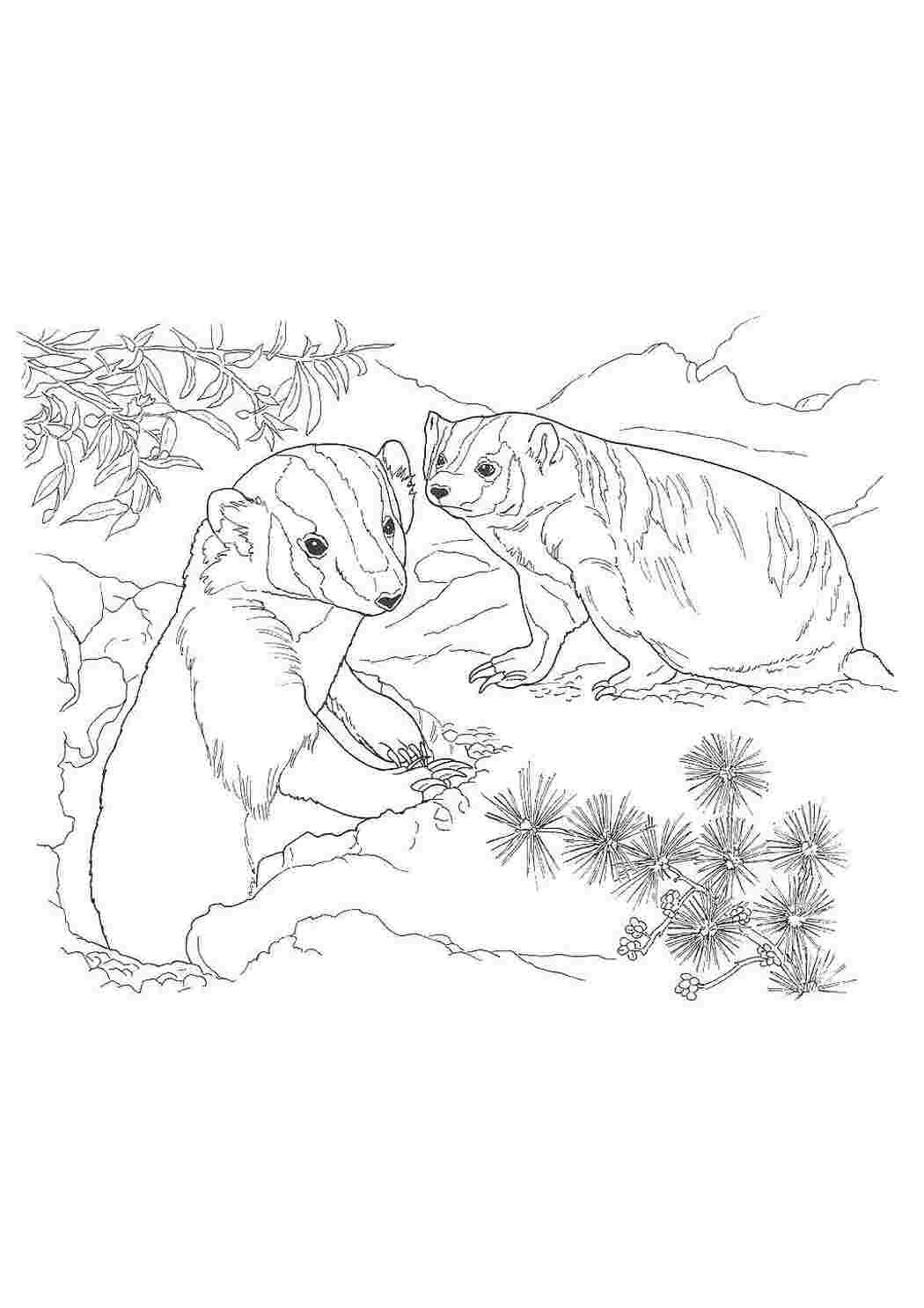 Раскраска Пустельні звірятка