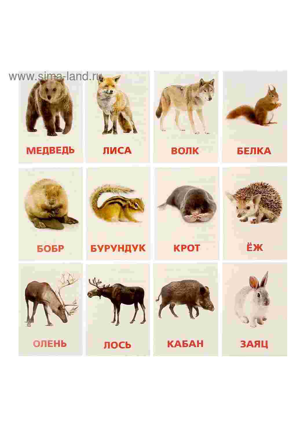 Раскраска картки диких тварин