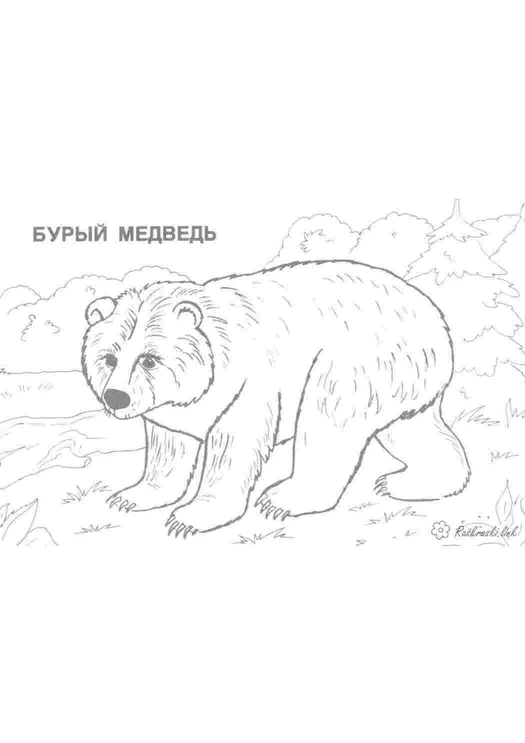 Раскраска розмальовки для дітей бурий ведмідь тварини