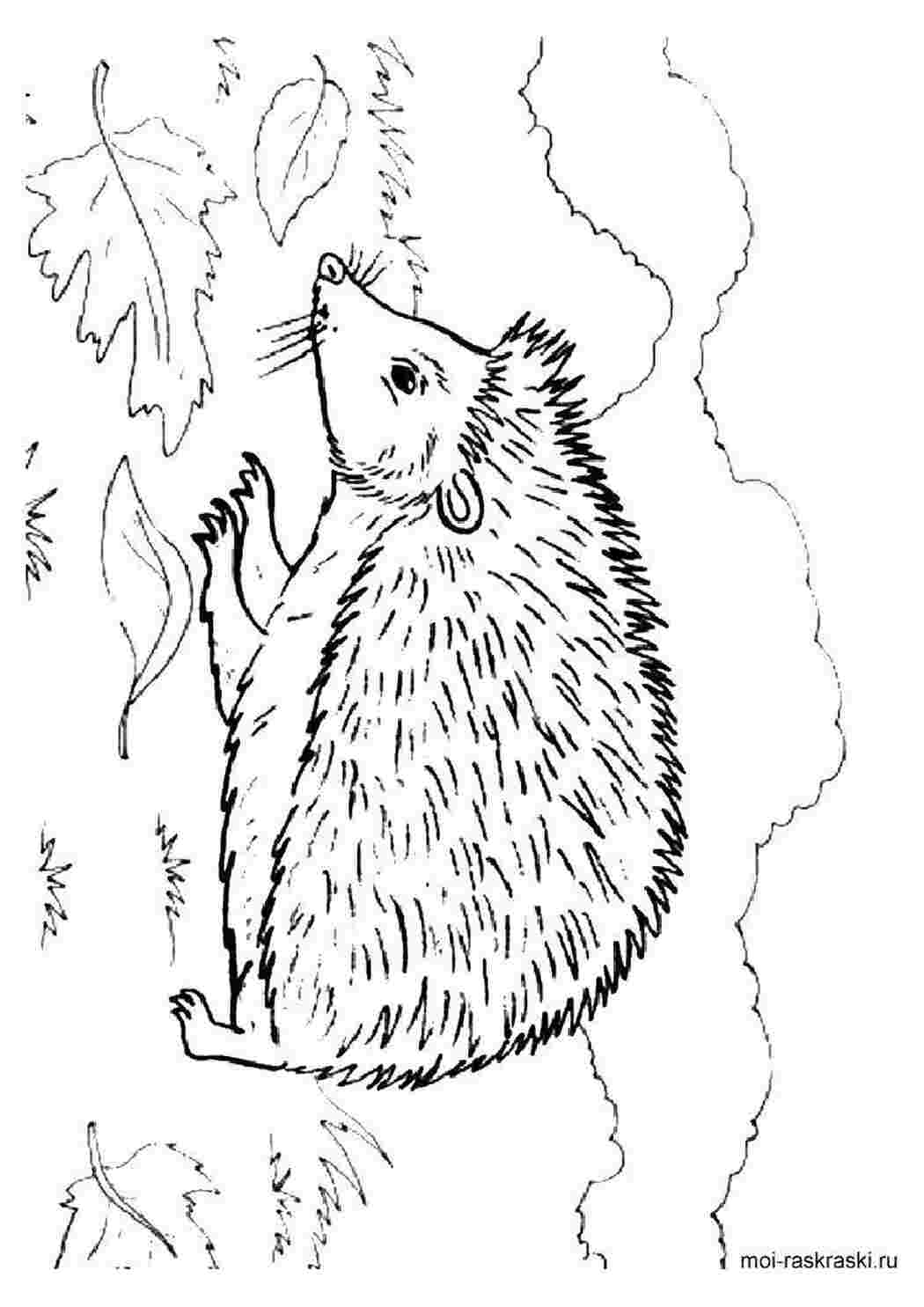 Раскраска Маленький їжик