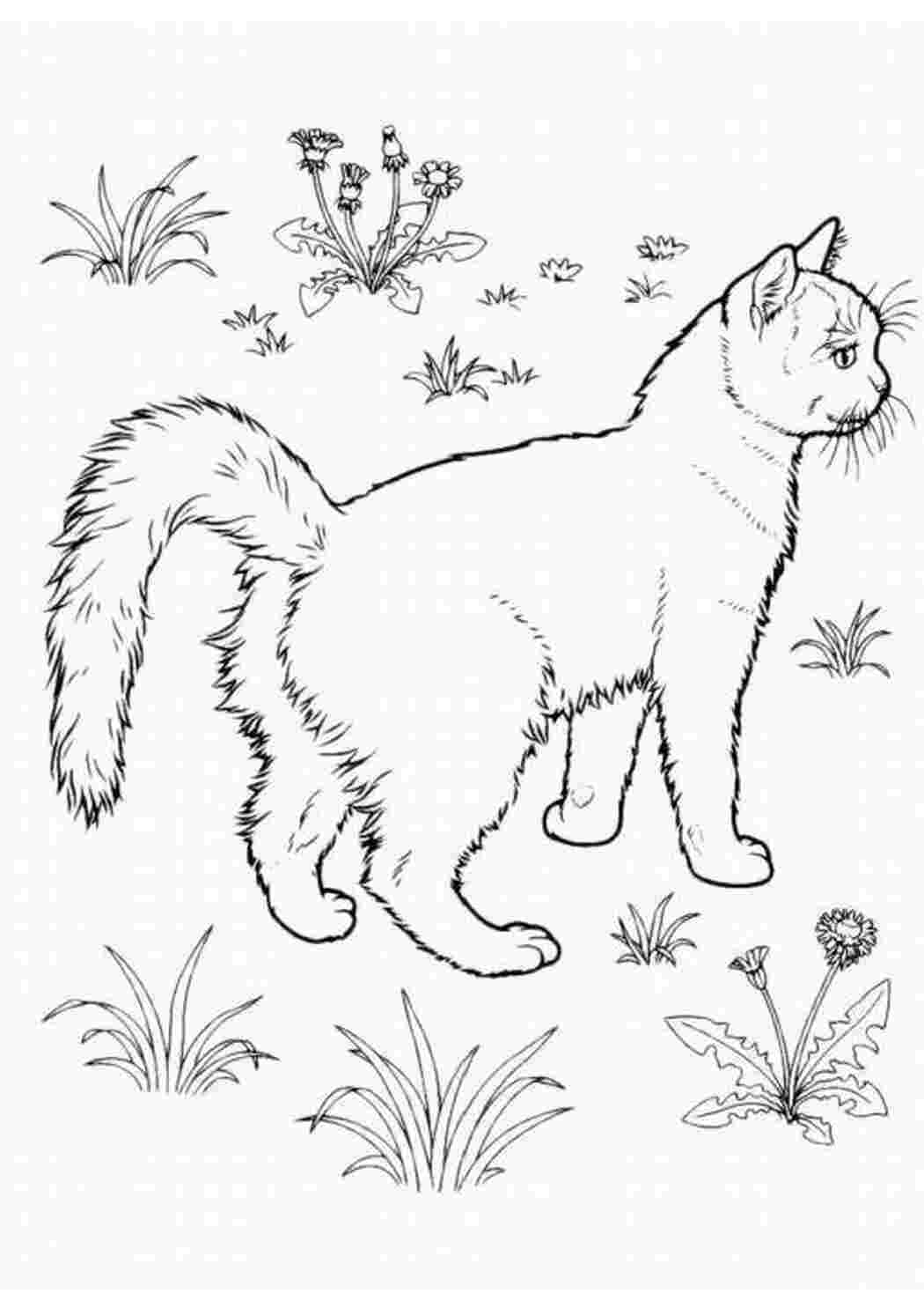 Раскраска Малюнок бродячого кота