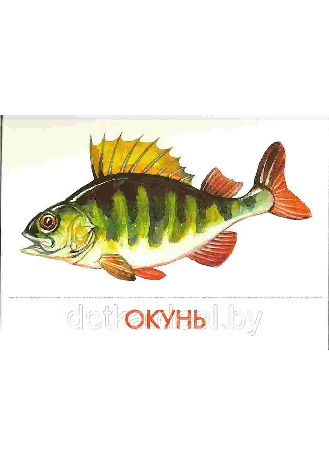 Раскраска картки риби