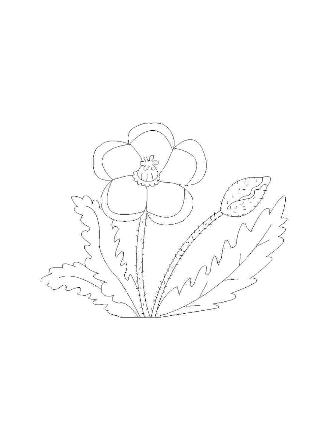 Раскраска Мак звичайний