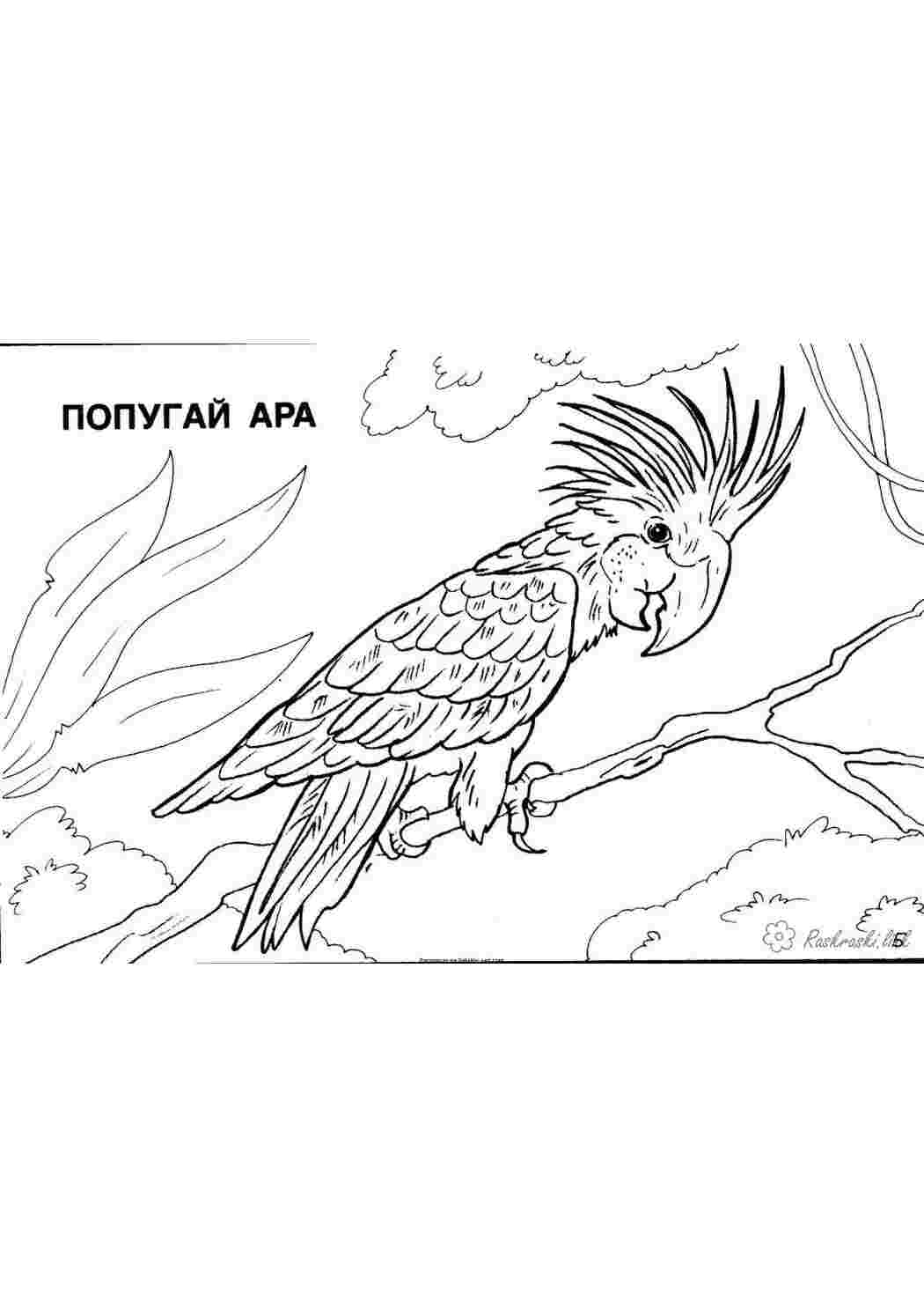 Раскраска розмальовки для дітей тварини Північна Америка папуга