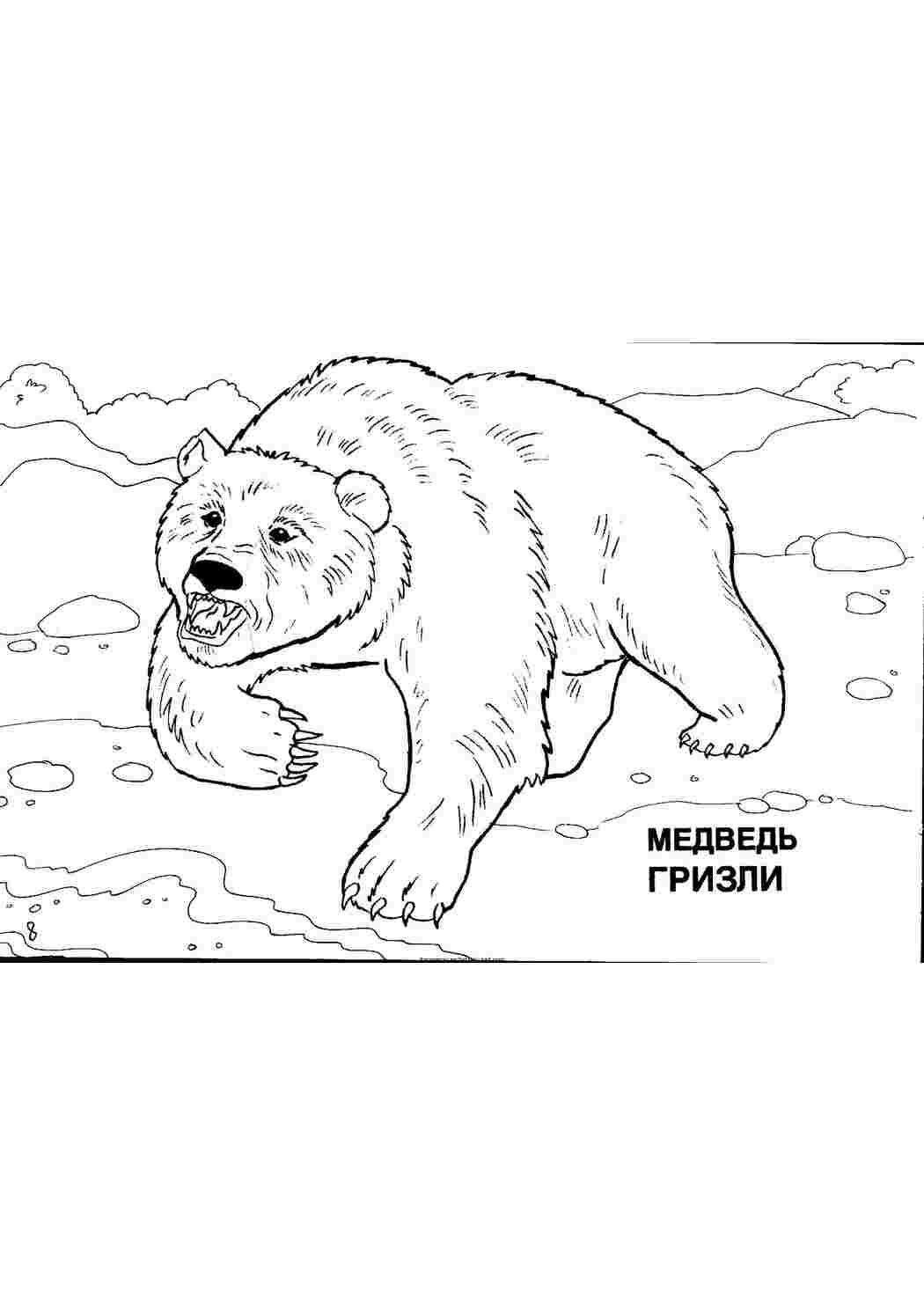 Раскраска Мішки з ведмедями завантажити та роздрукувати безкоштовно