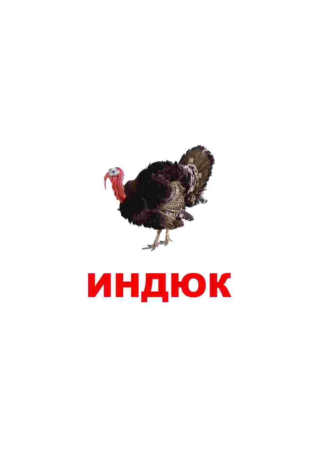 Раскраска картки домашніх тварин