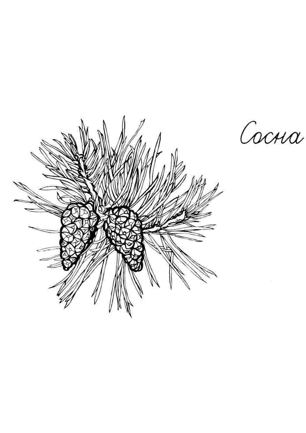 Раскраска Соснові шишки