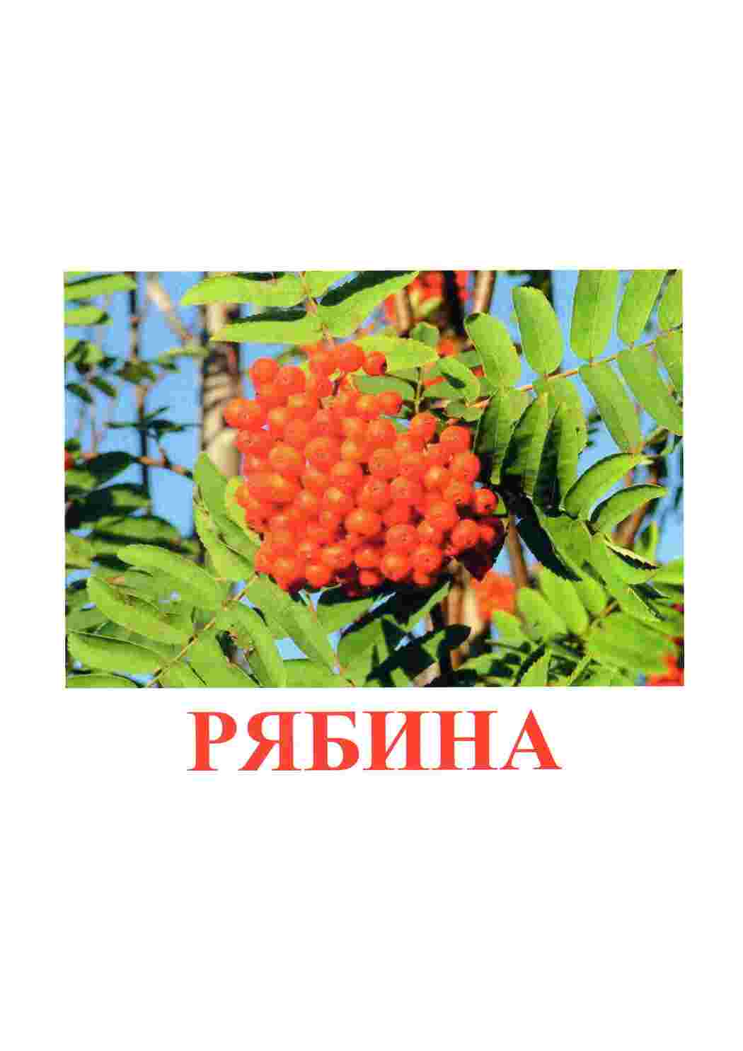 Раскраска картки ягода малина журавлина ожина
