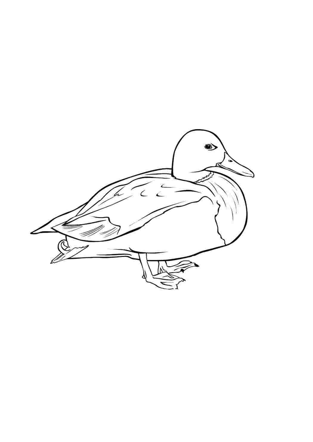 Раскраска Розфарбування качка