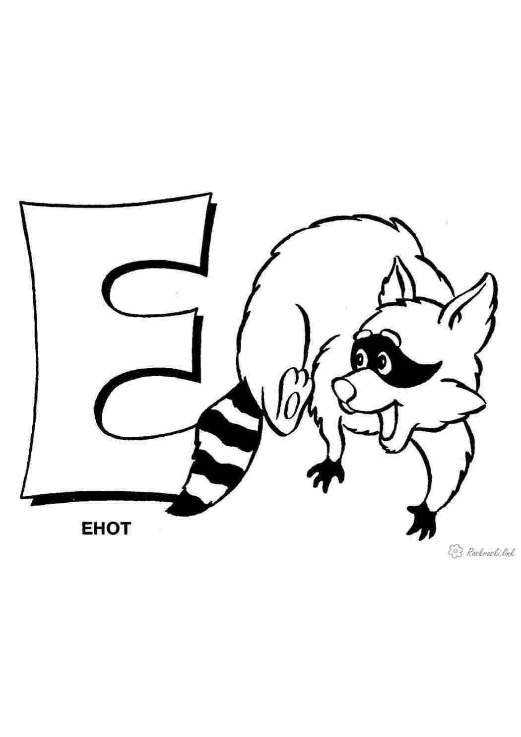 Раскраска природа лісові тварини єнот