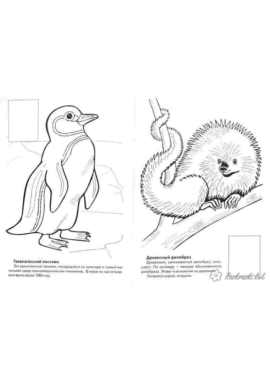 Раскраска Розфарбунки для дітей тварини Північної Америки пінгвін дикобраз