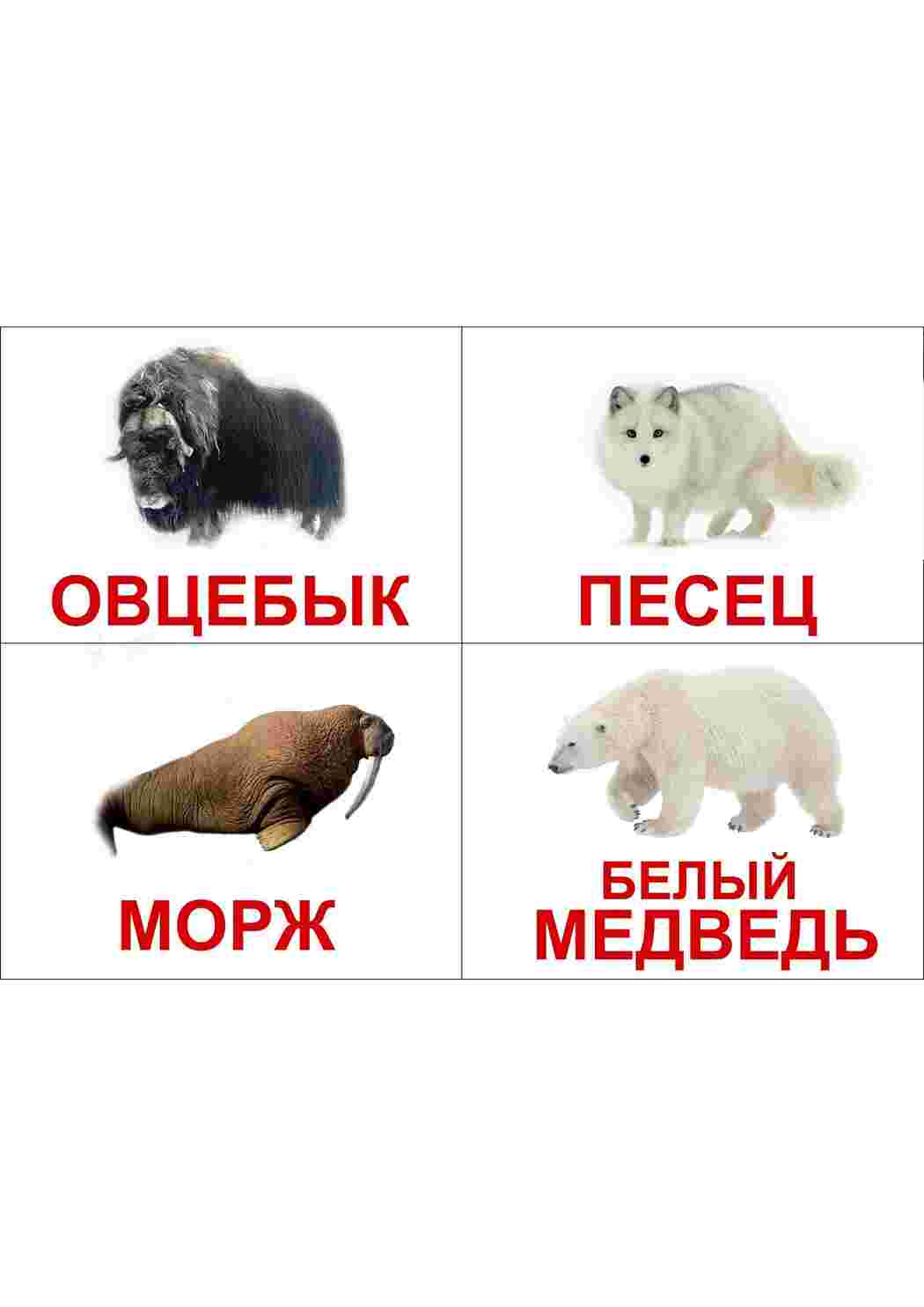 Раскраска Картки з тваринами та комахами