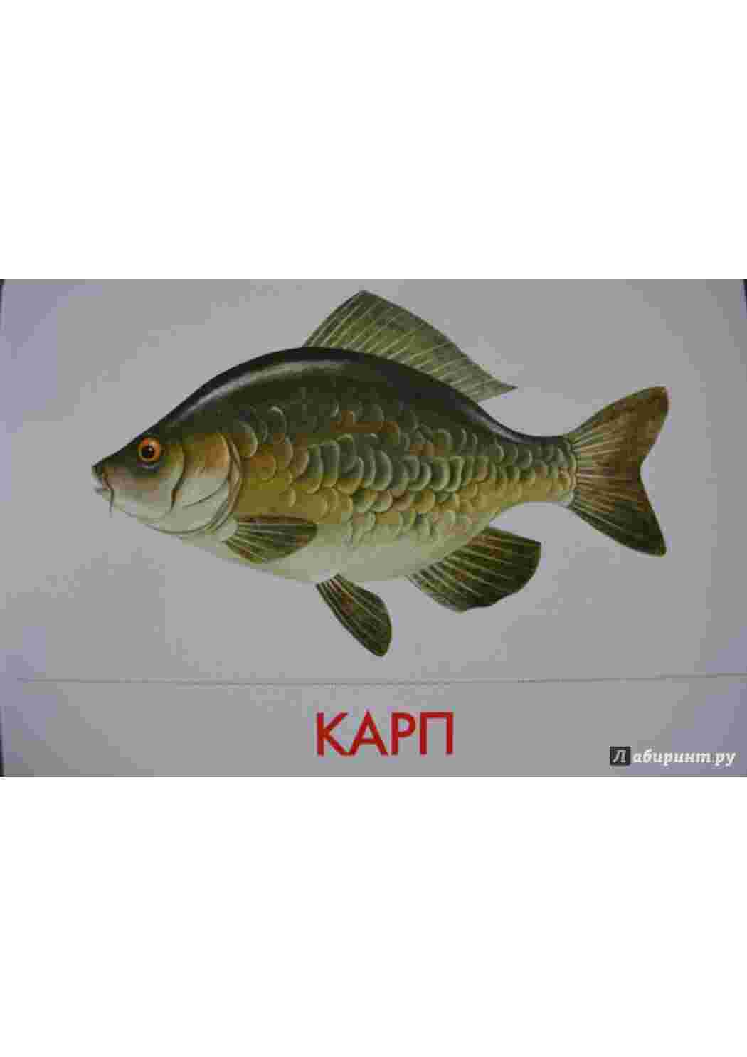 Раскраска картки риби