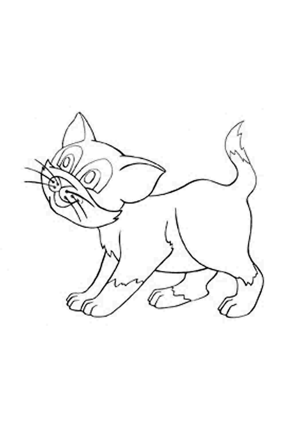 Раскраска Кошеня
