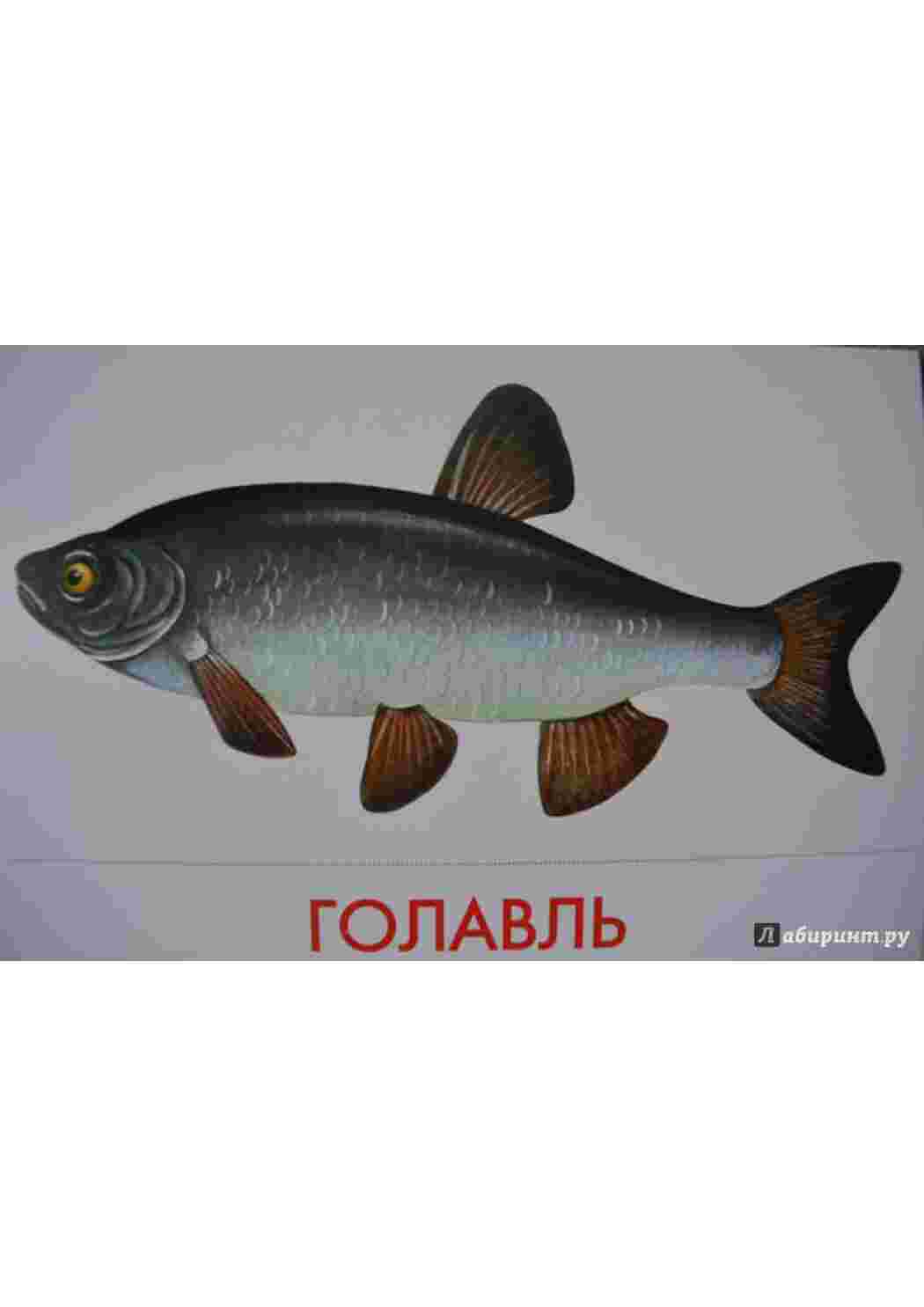 Раскраска малюнки риб риби