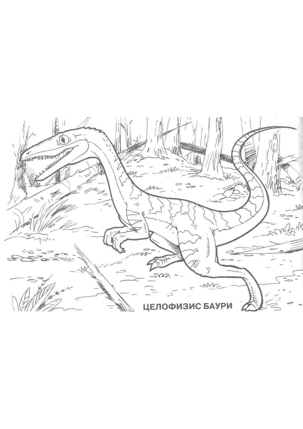 Раскраска Целофізис баурі