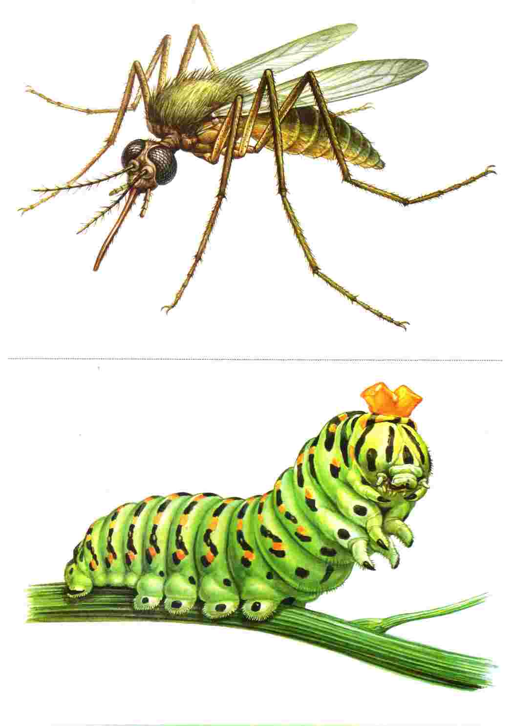 Раскраска Картки з комахами