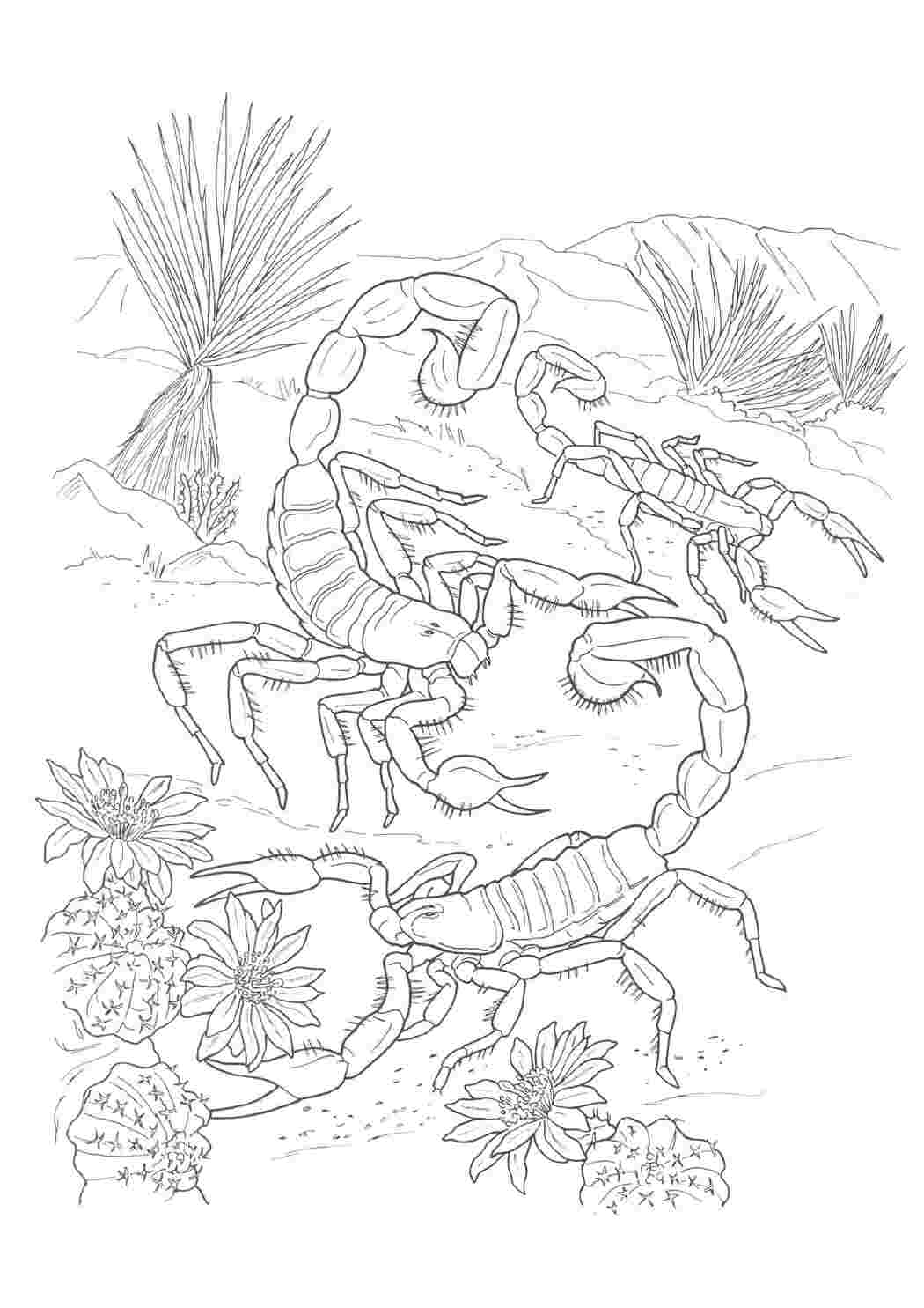 Раскраска Скорпіони