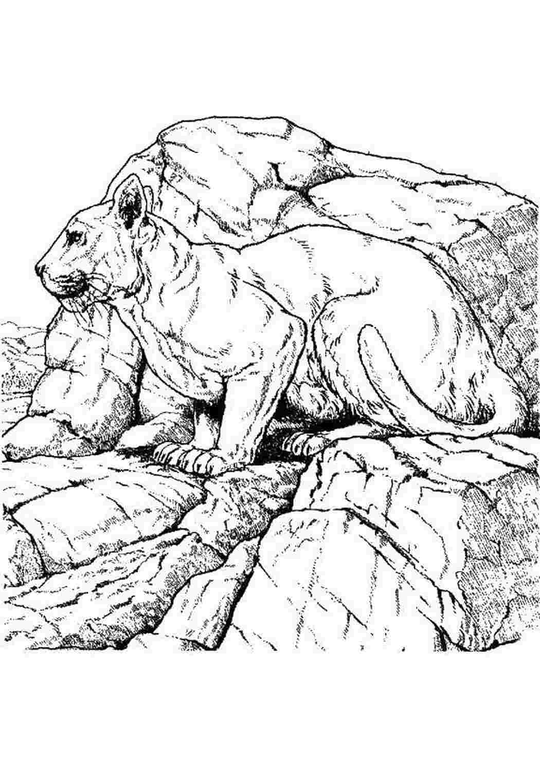 Раскраска Лев