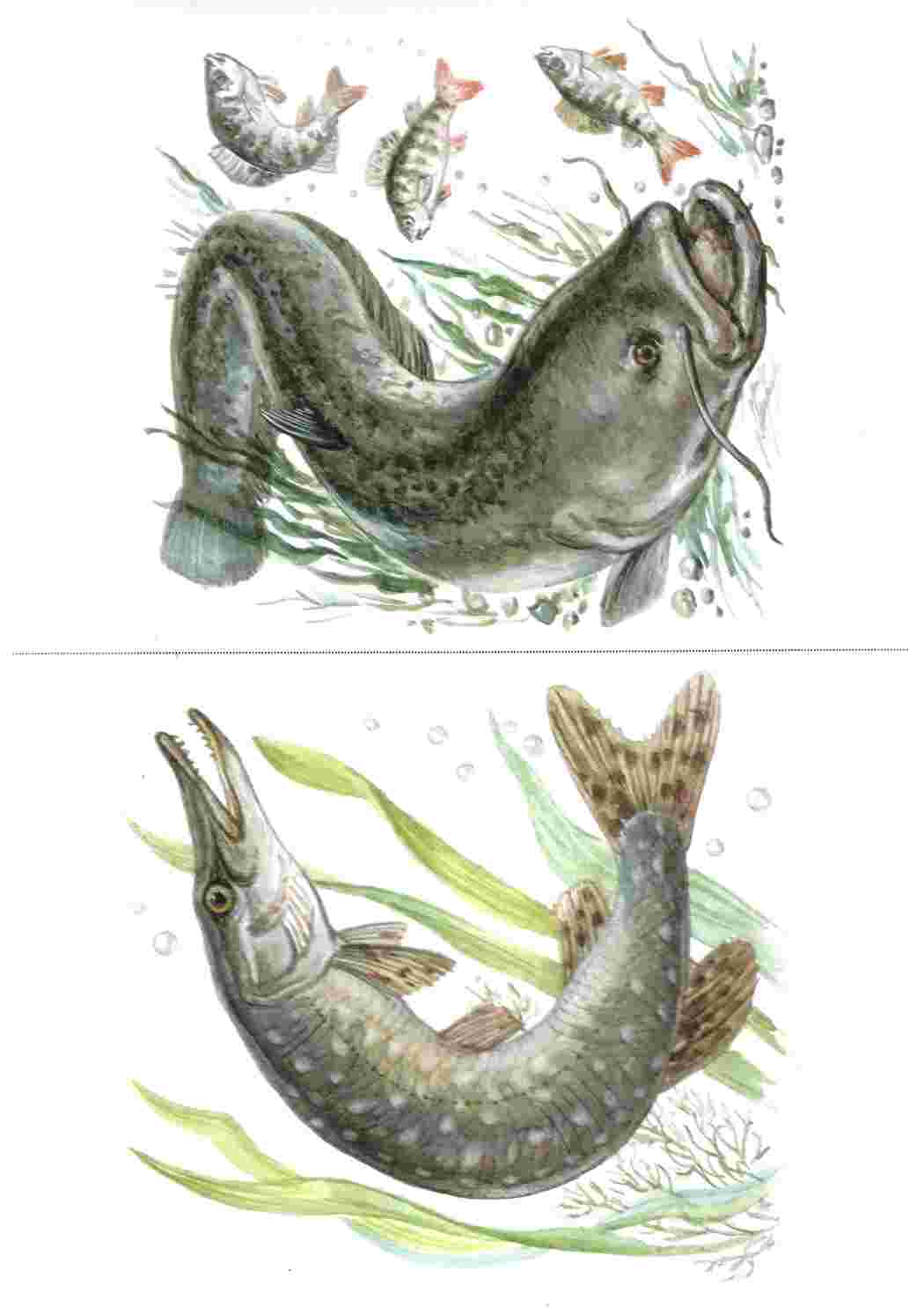 Раскраска Картки з рибами